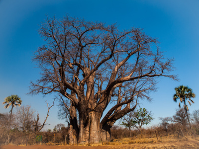 victoria falls big baobab tree