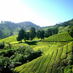 vumba mountains