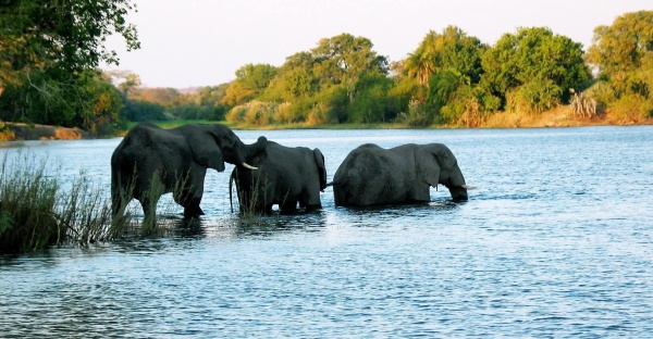 the zambezi river