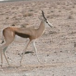 springbok