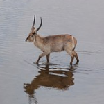 waterbuck antelope