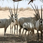 white oryx