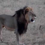cecil the lion of Zimbabwe