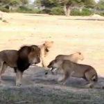 jericho, cecil  the hwange lion 