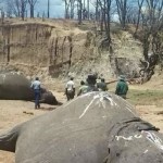 picture of hwange elephant poisoning