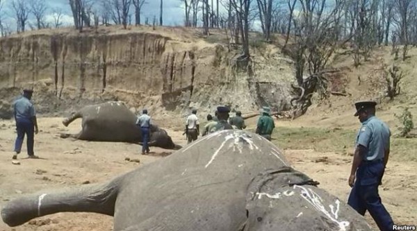 picture of hwange elephant poisoning