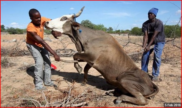 zimbabwe drought picture 2016