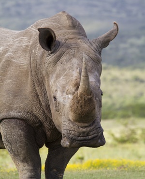 ntombi rhino at matobo zimbabwe