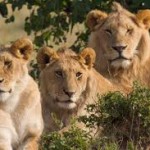 zimbabwe lions
